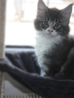 Maine coon Kitten - Vettweiß