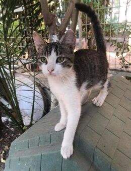 Kiloumbini aus dem Tierschutz - Grevenbroich