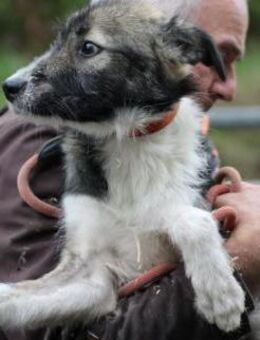Ava - verschmust u. kinderlieb - Lohra