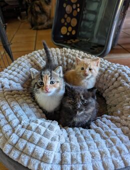 Mai Kätzchen | Mix aus Norw. wald + Hauskatze + Maine coon - Norstedt