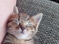 4 main coon Mix abzugeben in 46236