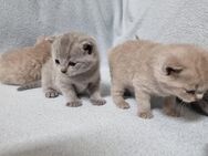 Britisch Kurzhaar (BKH) Kitten Wurf(20.04.2025) , Abgabe(20.07.2025) - Berlin Spandau