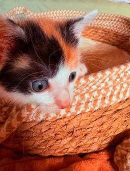 Kitten Glückskätzchen - Artern (Unstrut)