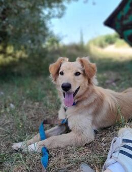 Freddy - in 46242 Bottrop - Linden (Hessen)