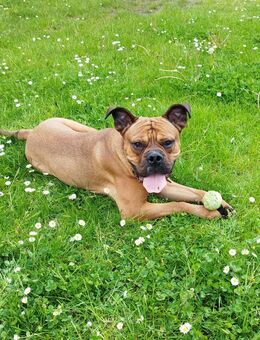 Rüde Buddy braucht ein neues Zuhause - Stralsund