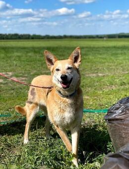 Lisa, idealer Familien Hund - Süderholz