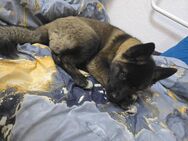 Huskita Weibchen abzugeben/ Akita- Husky Mix - Freiberg
