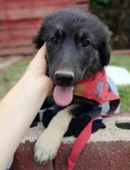 DANKA - fröhlich, verspielt, sanft - Linden (Hessen)