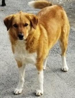 MELIA - sehnt sich nach einer Familie - Aerzen