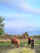 Koppel Offenstall Pony Magdeburg in 39104