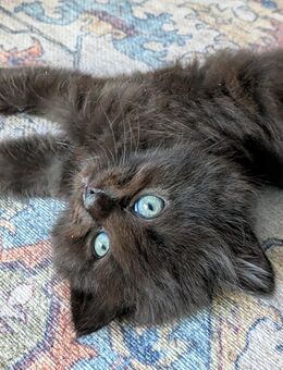Main Coon Mix Kätzchen - Ennepetal (Stadt der Kluterhöhle) Zentrum
