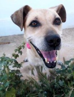 Arleta, verschmuste Hündin, 7J 76532 - Vaterstetten