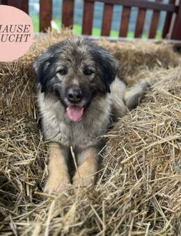 LILI sucht ihr perfect match ❤️ - Saarbrücken