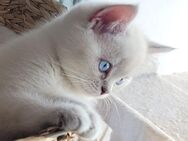 BKH Kitten (m., 4x) auszugsbereit ab dem 01.06. - Gießen Zentrum