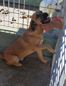 Torquato - Jungspund sucht Seelenmensch - Grevenbroich