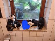 Junge Katzen abzugeben - Bernhardswald