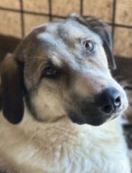 Scheuer Rupi sucht sicheres Zuhause - München