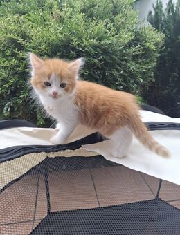 4 Sibirischen Mix BabyKatze - Neustadt (Donau)