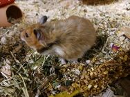 Goldhamster Teddyhamster - Bad Sooden-Allendorf