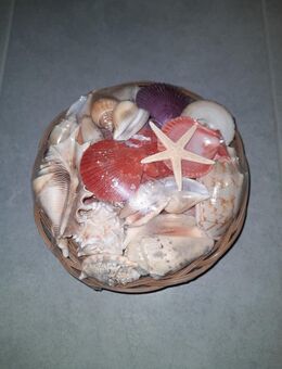 Korb mit verschiedenen Muscheln zu verkaufen *ovp* - Walsrode