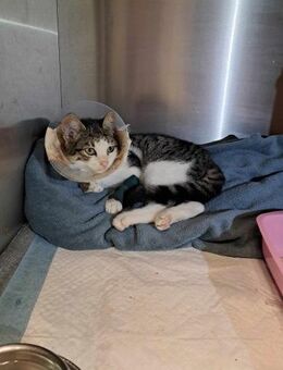 Lemurcho wurde schwer verletzt gefunden - Augsburg