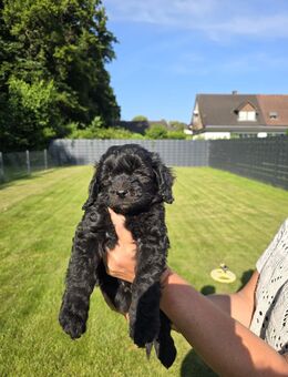 Wunderschöne goldendoodle Rüden stehen zum Verkauf - Dorsten
