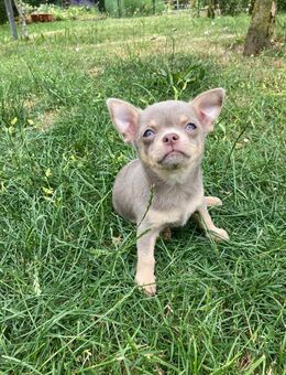 Chihuahua Welpe Rüde reinrassig Lilac Tricolor Kurzhaar - Lanitz-Hassel-Tal