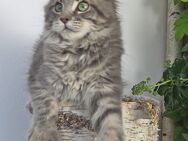 Maine Coon Kitten mit Stammbaum - Hof