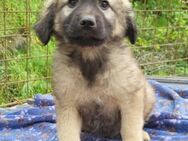 Romeo 💗 verspielter, verträglicher Bub! - Hamburg