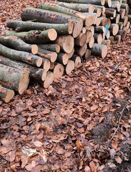 Buche Brennholz / Meterlängen / SRM - Breitenworbis