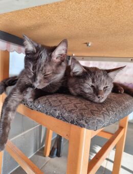 Schwarz-getigerte Katzenbabys abzugeben - Konz