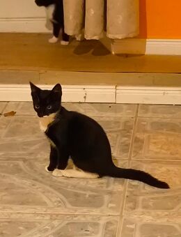 Kitten/Babykatze/Kätzchen/Maikätzchen - Belgern-Schildau