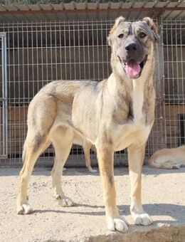 LILY💖HSH-Mix-Hündin & Herzensbrecherin! - Hamburg