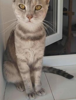 Yindee; besondere graue Schönheit - Geilenkirchen