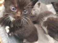 Baby Kitten suchen ein liebevolles neues Zuhause ( ab 13.08.25 ) - Castrop-Rauxel