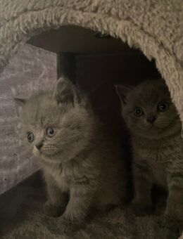 Britisch Kurzhaar Kitten - Schwelm
