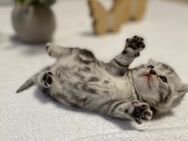 Bezaubernde bkh Kitten black silver tabby classic mit Papiere, absolut exklusiv - Bad Staffelstein
