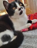 BKH Kater zu Verkaufen in 58791