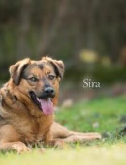 SIRA (W) NOTFALL ++ wir geben nicht auf - Sankt Goar Zentrum