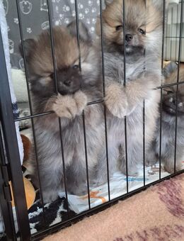 Zwergspitz pomeranian Welpen mini - Karlsruhe