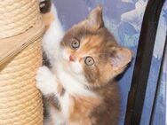 BKH LH Kitten Katze weiblich - Stolberg (Rheinland, Kupferstadt)