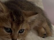 BKH Katzen absofort abzugeben - Diepholz
