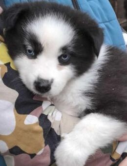 NOVA - HUSKYMÄDCHEN - Nörten-Hardenberg