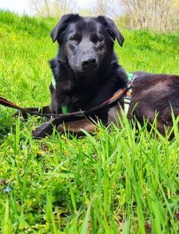 Pares - Unser alberner & witziger Panda - Obertshausen