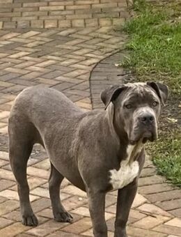 Liebevolle American Bully XL "Hündin" - Geithain