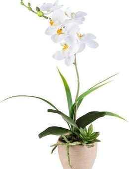 Kunstorchidee Orchidee Phalaenopsis, Creativ green, Höhe 45 cm, mit Sukkulenten und Graszweigen arrangiert