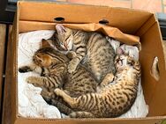 Wunderschöne Katzenbabys, Kitten - Schongau