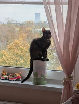 Kleine Mietze sucht ein liebevolles Zuhause - Rostock Schmarl