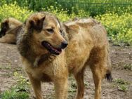 Abby sucht eine Pflegestelle - Neuss