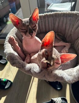 Sphynx suchen neues Zuhause - Köln